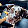 puppy, dog, car_interior, leather, armrest, heterochromia, blue_eyes, brown_eyes, close_up, pet, canine, seat, window, daylight, resting, young_dog, curious, animal, domestic_animal, companion