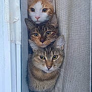 Canelo Mamas Kiki joined the competition — help win amazing prizes! animal, cat, close_up, curious, domestic_animal, ears, feline, indoor, looking_out, orange_and_white_cat, peeking, pets, portrait, stacked, striped_cat, tabby_cat, three_cats, vertical_stack, whiskers, window_screen