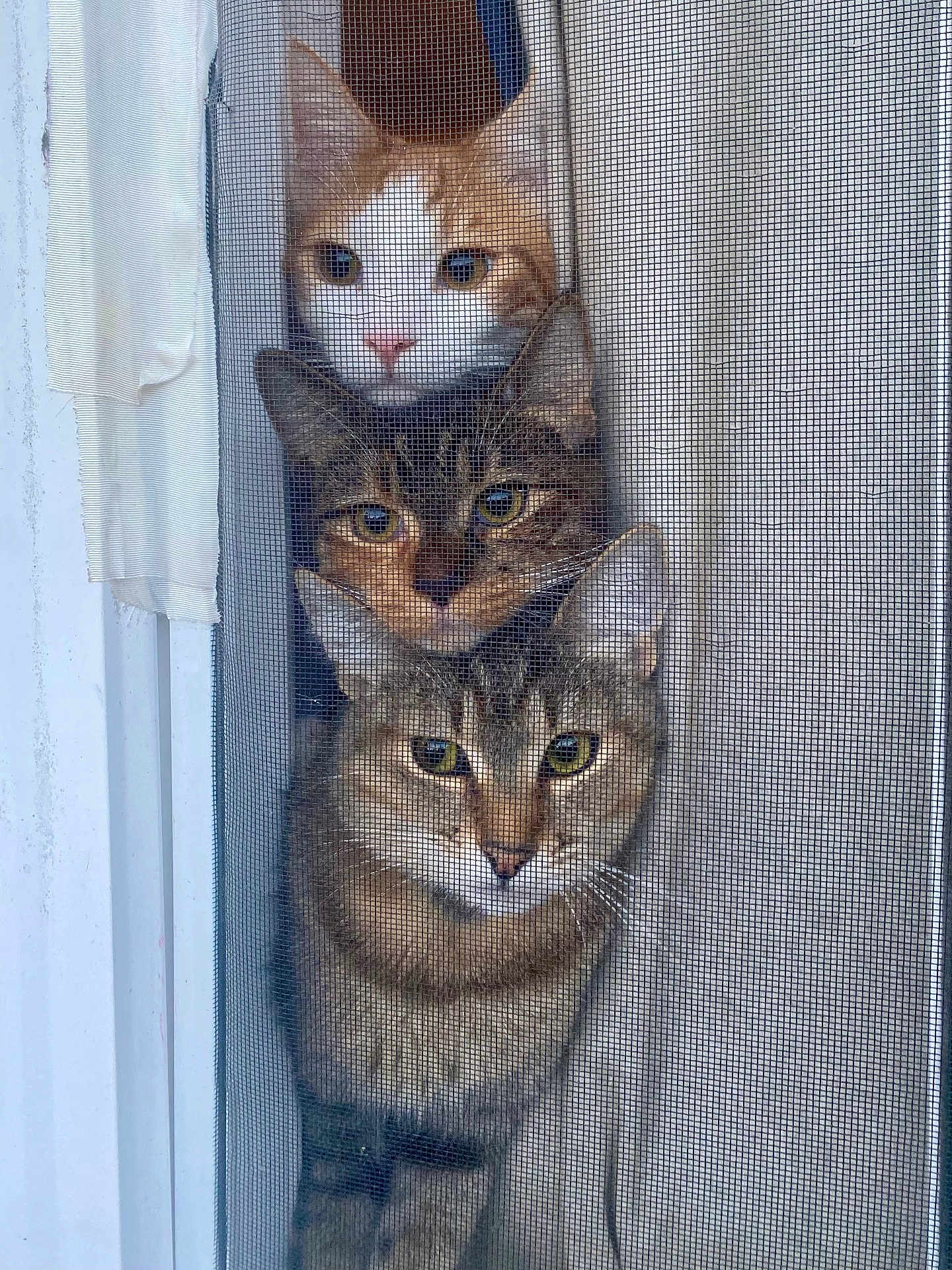 Canelo Mamas Kiki joined the competition — help win amazing prizes! animal, cat, close_up, curious, domestic_animal, ears, feline, indoor, looking_out, orange_and_white_cat, peeking, pets, portrait, stacked, striped_cat, tabby_cat, three_cats, vertical_stack, whiskers, window_screen