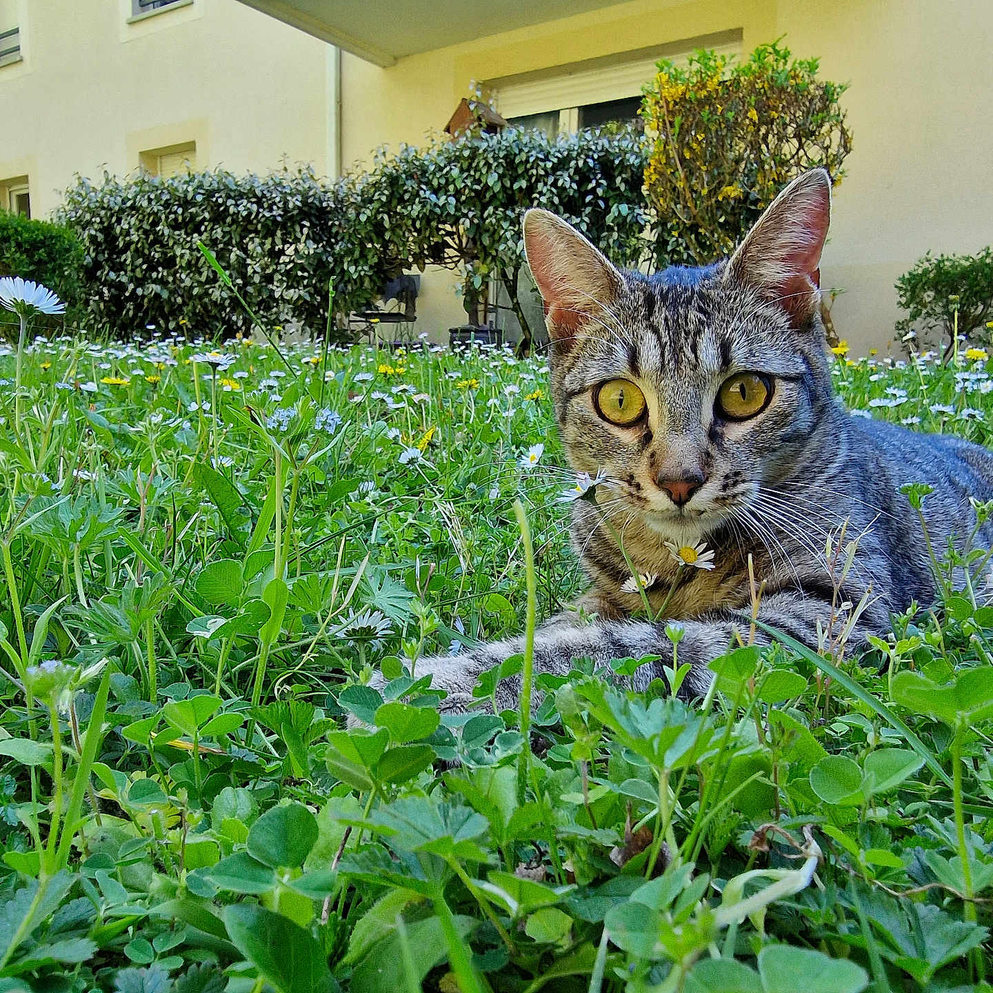 Junior participe au concours pour gagner de l'argent avec cette photo : animal, backyard, cat, field, garden, grass, grassland, green, herbal, herbs, lawn, leaf, nature, outdoors, pet, plant, pottedplant, tree, vegetation, yard