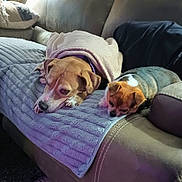 John John joined the competition — help win amazing prizes! animal, blanket, canine, comfort, couch, cozy, dog, fur, furniture, home, indoor, living_room, medium_dog, pet, relaxation, resting, sleeping, small_dog, towel, two_dogs