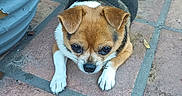 John John is registered to the contest to win money with this photo: animal, black_fur, blue_planter, brown_fur, chihuahua, closeup, cute, dog, doormat, ears, fur, leaves, outdoor, paws, pet, planter, resting, small_dog, tile_floor, white_fur