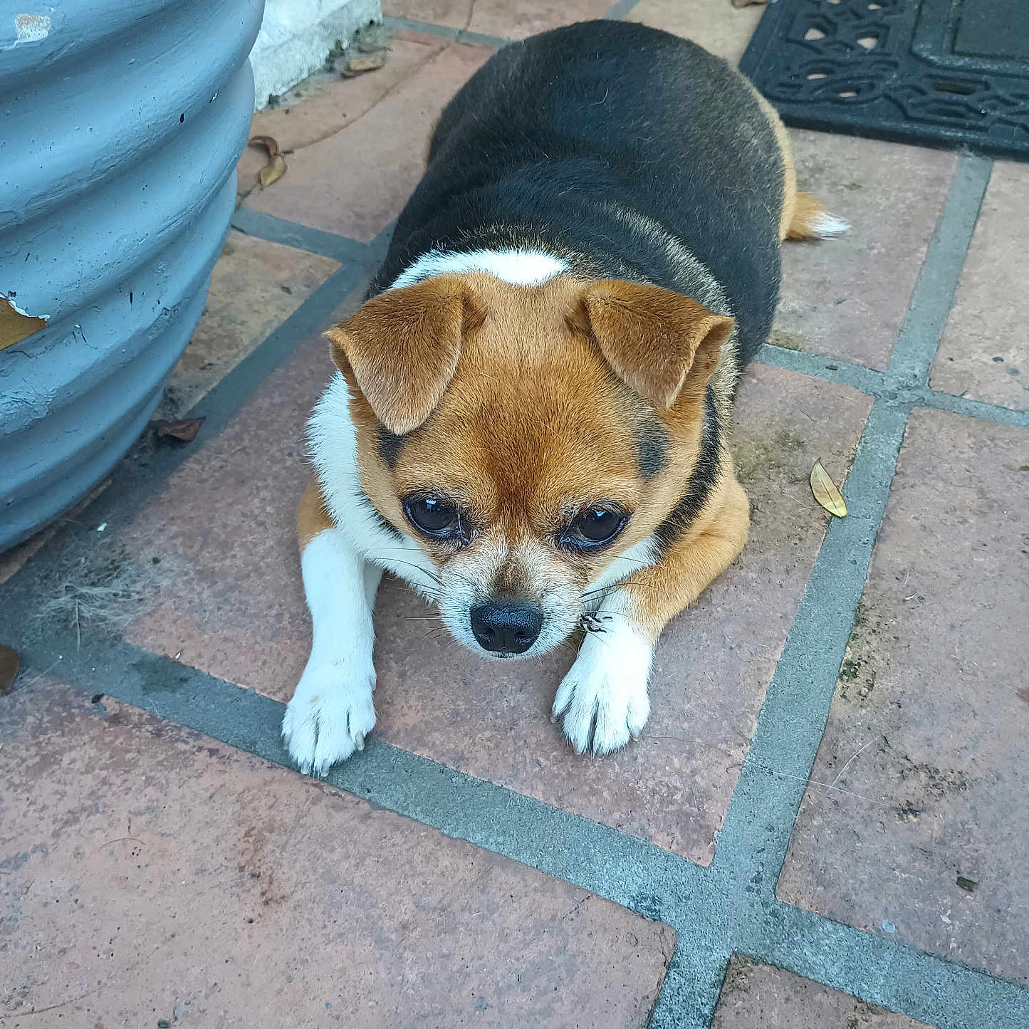 John John is registered to the contest to win money with this photo: animal, black_fur, blue_planter, brown_fur, chihuahua, closeup, cute, dog, doormat, ears, fur, leaves, outdoor, paws, pet, planter, resting, small_dog, tile_floor, white_fur