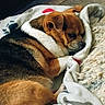John John is registered to the contest to win money with this photo: animal, blanket, brown, canine, comfort, cozy, cute, dog, fur, home, indoor, laying, pet, relaxation, resting, sleeping, snuggled, soft, warm, white