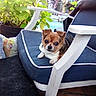 John John joined the competition — help win amazing prizes! animal, blue_cushion, chair, comfort, cute, dog, eyes, fur, green_leaves, home, nose, outdoor, paws, pet, plant, pool, portrait, relaxing, small_dog, white_armrest