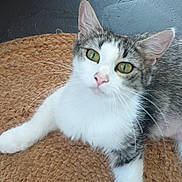 Doobie is registered to the contest to win money with this photo: animal, cat, close_up, curious, domestic_cat, feline, floor, fur, green_eyes, indoor, looking_up, pet, relaxed, resting, stone_floor, tabby, texture, whiskers, white_paws, woven_mat