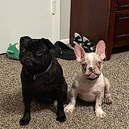 Frodo Nd Ova joined the competition — help win amazing prizes! dog, pug, french_bulldog, puppy, carpet, indoor, shoes, furniture, floor, pet, animal, cute, sitting, black_dog, white_dog, ears, collar, room, domestic, portrait