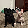 dog, pug, french_bulldog, puppy, carpet, indoor, shoes, furniture, floor, pet, animal, cute, sitting, black_dog, white_dog, ears, collar, room, domestic, portrait