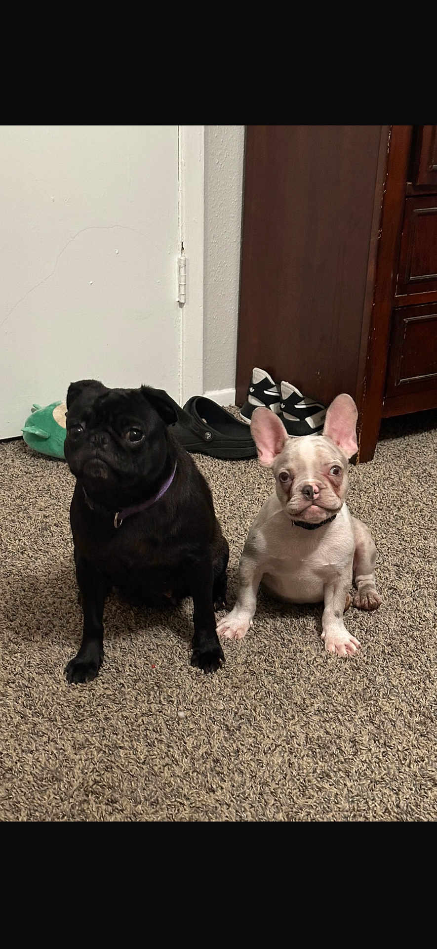 Frodo Nd Ova joined the competition — help win amazing prizes! dog, pug, french_bulldog, puppy, carpet, indoor, shoes, furniture, floor, pet, animal, cute, sitting, black_dog, white_dog, ears, collar, room, domestic, portrait