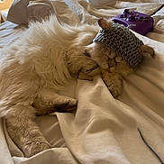 Frank joined the competition — help win amazing prizes! animal, bed, blanket, cat, cozy, cream_color, cute, domestic_animal, ears, feline, fur, game_controller, indoor, knitted_hat, pet, purple, relaxing, resting, sleeping, soft_light