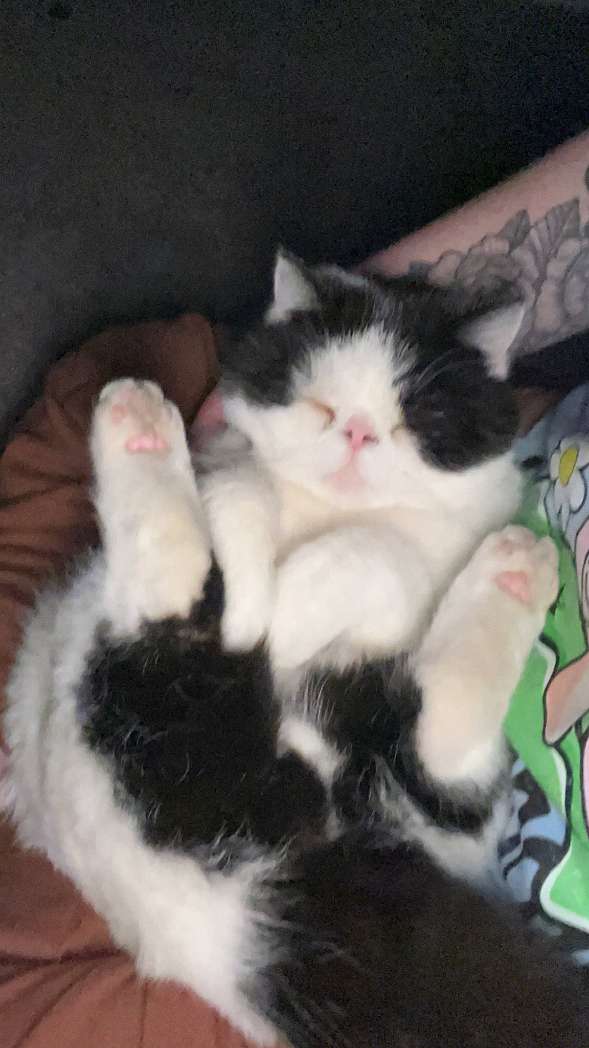 Stanley is registered to the contest to win money with this photo: carnivore, cat, claw, cloud, comfort, domestic_short_haired_cat, felidae, foot, fur, lap, mammal, paw, sky, small_to_medium_sized_cats, tail, whiskers