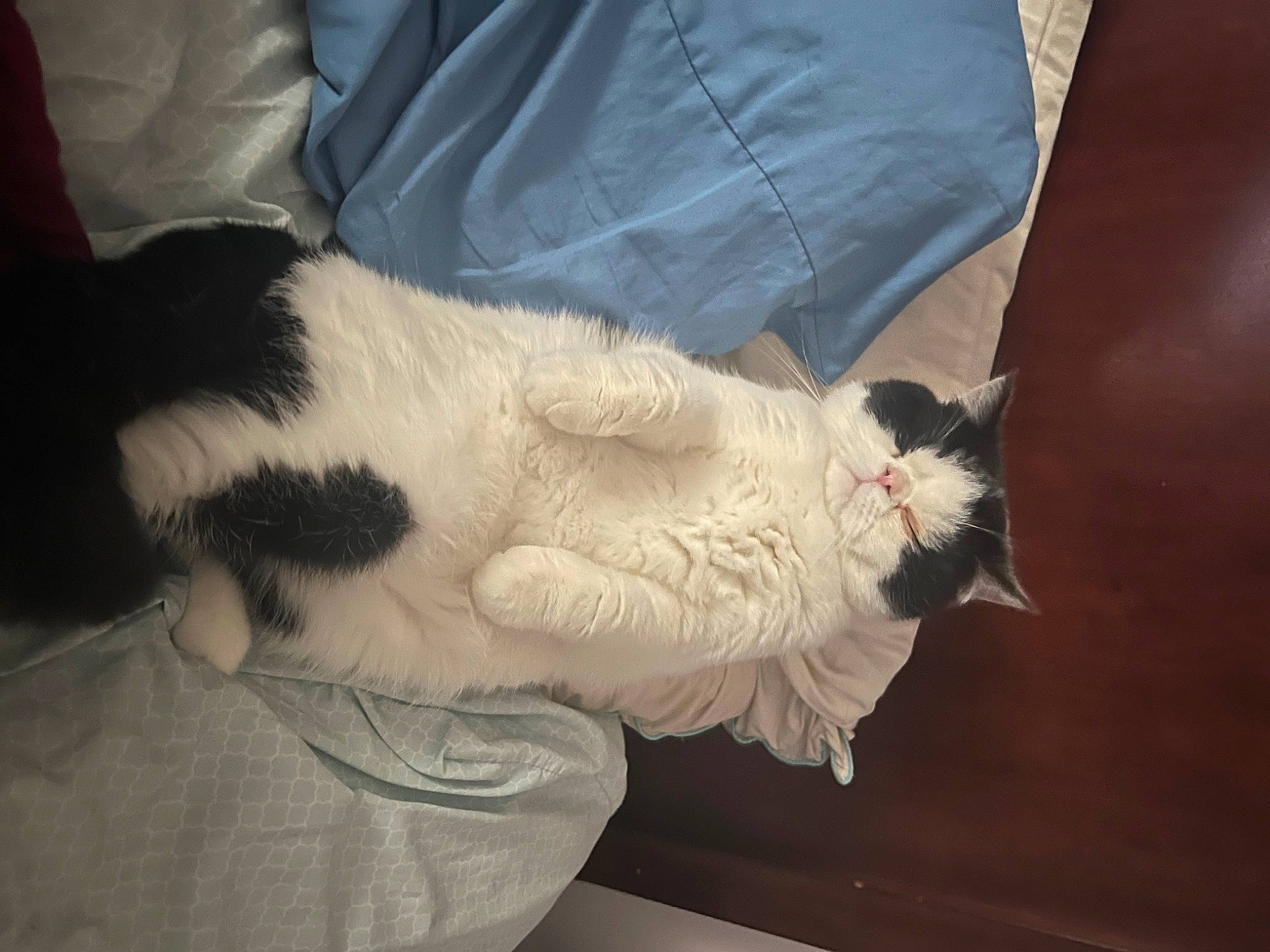 Stanley joined the competition — help win amazing prizes! beard, canidae, carnivore, cat, claw, comfort, companion_dog, dog_breed, domestic_short_haired_cat, felidae, fur, lap, linens, paw, small_to_medium_sized_cats, snout, sporting_group, tail, whiskers