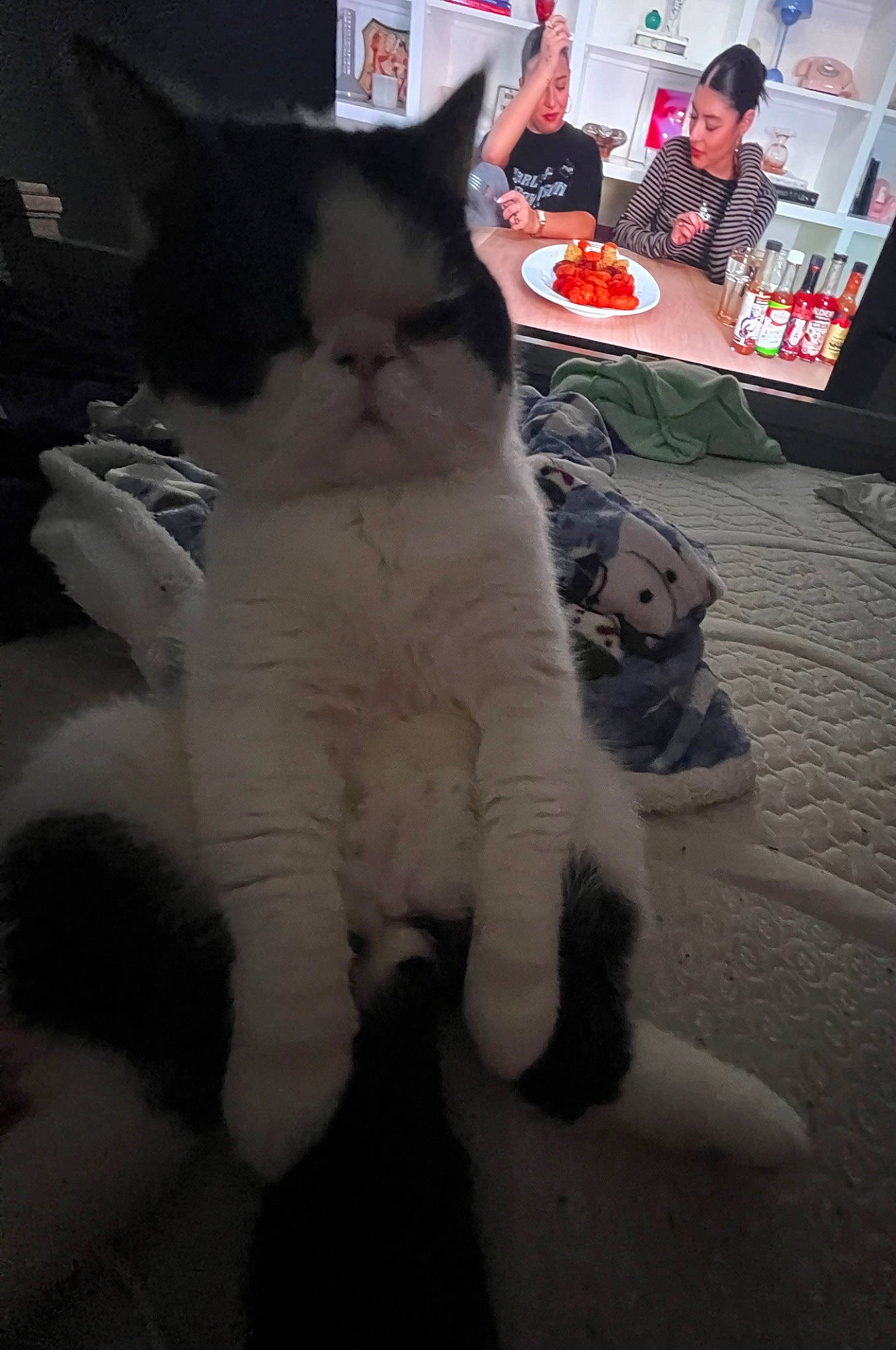 Stanley is registered to the contest to win money with this photo: carmine, carnivore, cat, claw, domestic_short_haired_cat, event, felidae, flooring, fur, leg, paw, sitting, small_to_medium_sized_cats, tail, whiskers