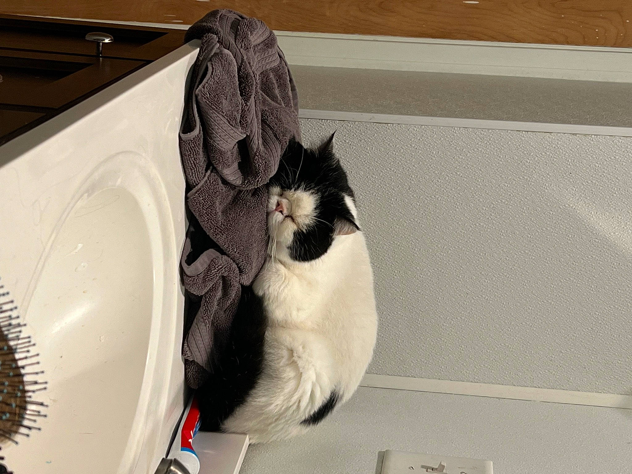 Stanley is registered to the contest to win money with this photo: bathroom, carnivore, cat, cat_supply, claw, comfort, domestic_short_haired_cat, felidae, fur, household_supply, paper_product, paw, pet_supply, plumbing, plumbing_fixture, room, small_to_medium_sized_cats, tail, whiskers, window