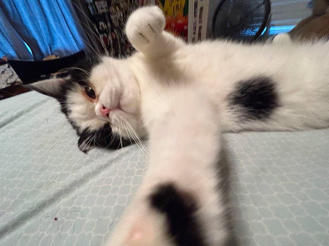 Stanley is registered to the contest to win money with this photo: carnivore, cat, claw, comfort, curtain, domestic_short_haired_cat, felidae, flooring, foot, fur, paw, small_to_medium_sized_cats, snout, tail, whiskers