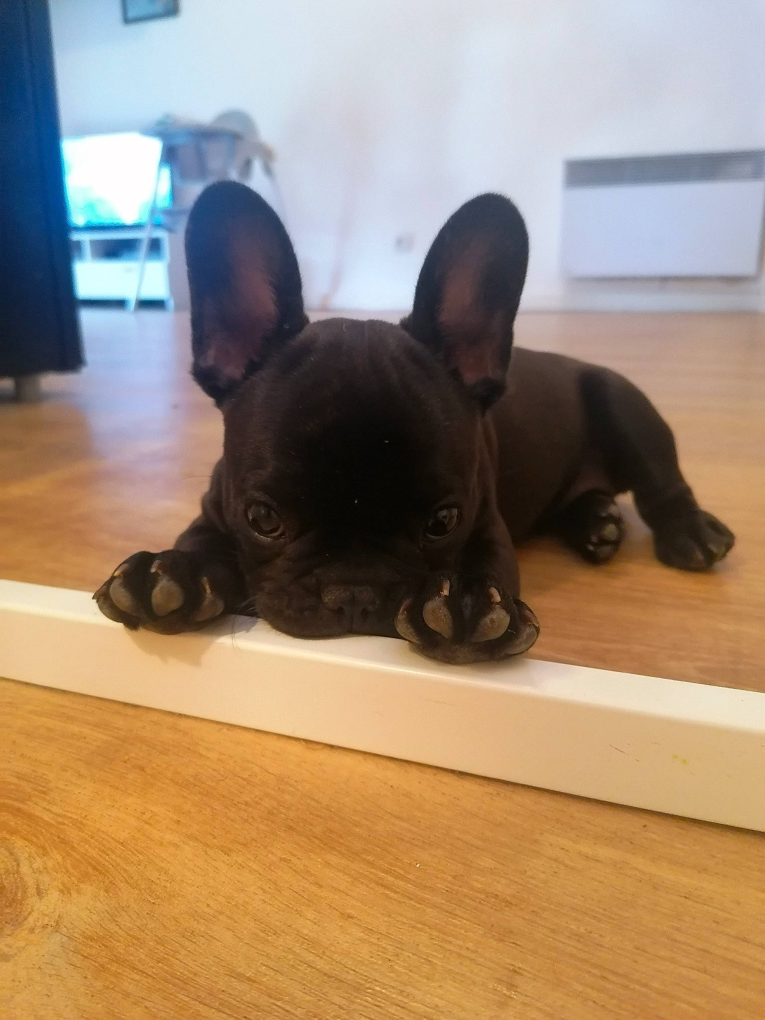 Dinah a rejoint le concours — aidez-le/la à gagner de superbes lots ! bulldog, canidae, carnivore, companion_dog, dog, dog_breed, fawn, french_bulldog, mammal, non_sporting_group, puppy, snout, vertebrate