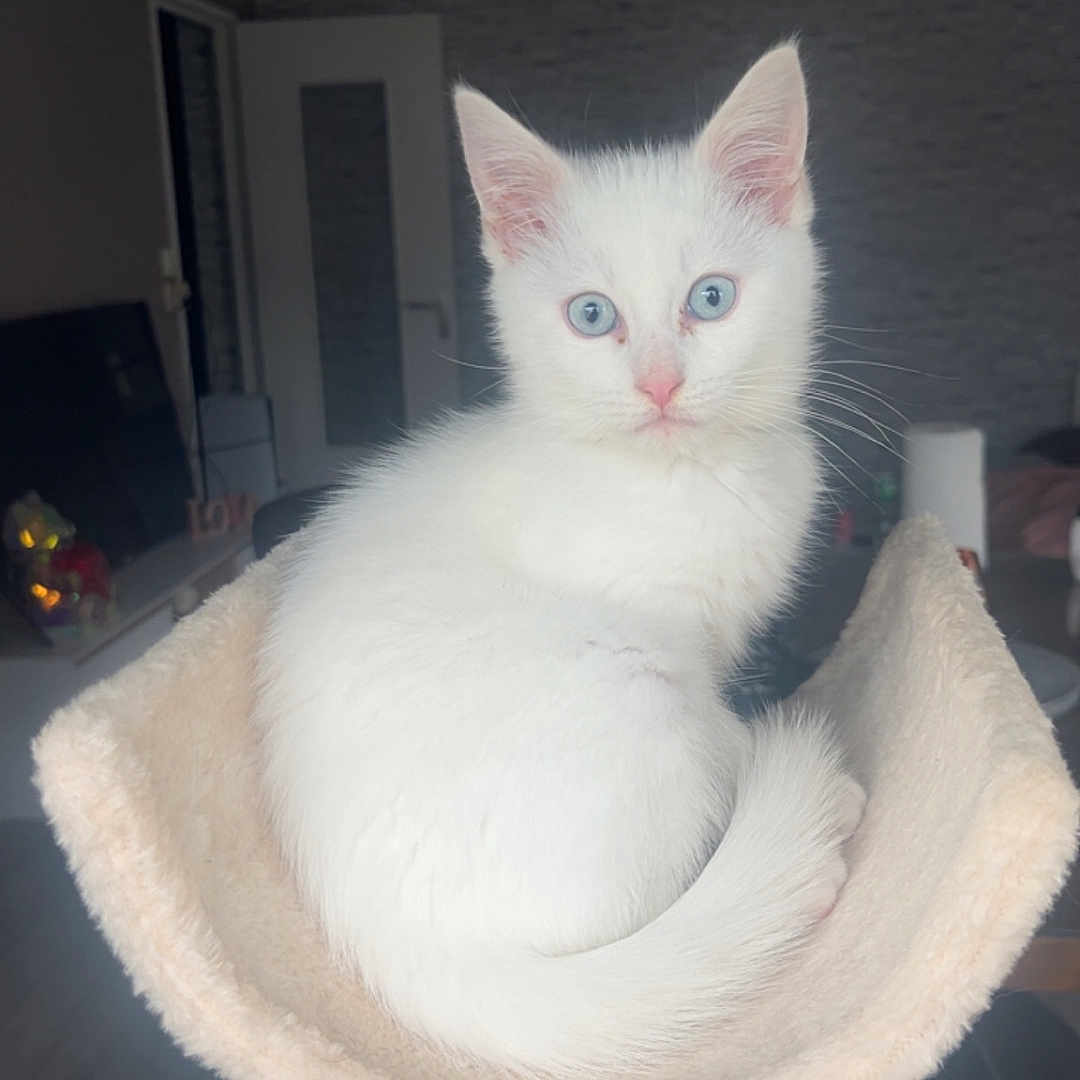 Azuki a rejoint le concours — aidez-le/la à gagner de superbes lots ! white_cat, kitten, blue_eyes, cat_perch, indoor, living_room, furniture, curious, pet, animal, cozy, soft_fur, sitting, looking_at_camera, domestic_cat, cute, young_cat, home_interior, floor, lamp