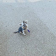 Happy participe au concours pour gagner de l'argent avec cette photo : dog, small_dog, outdoor, concrete, texture, shadow, purple_bandage, pet, animal, lonely, scruffy, curious, sitting, daylight, quiet, empty_space, ground, canine, looking_up, alone