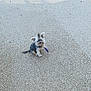 dog, small_dog, outdoor, concrete, texture, shadow, purple_bandage, pet, animal, lonely, scruffy, curious, sitting, daylight, quiet, empty_space, ground, canine, looking_up, alone