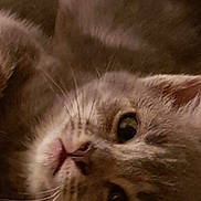 Lili Lolo participe au concours pour gagner de l'argent avec cette photo : cat, gray_cat, whiskers, close_up, pet, feline, soft_texture, fur, animal, cute, sleepy, relaxed, lying_down, indoor, cozy, face, eyes, nose, muzzle, resting