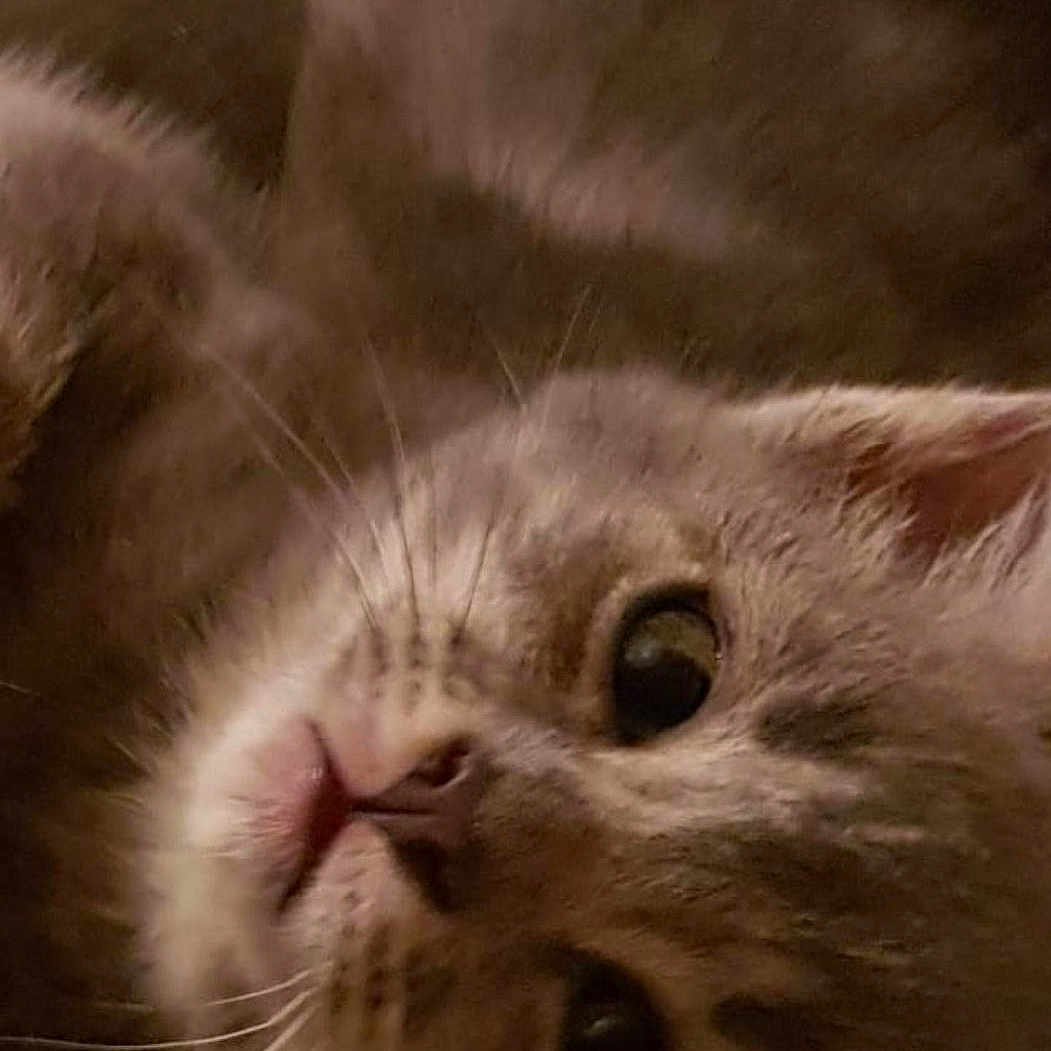 Lili Lolo participe au concours pour gagner de l'argent avec cette photo : animal, cat, close_up, cozy, cute, eyes, face, feline, fur, gray_cat, indoor, lying_down, muzzle, nose, pet, relaxed, resting, sleepy, soft_texture, whiskers