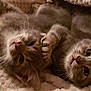 cat, kitten, gray_tabby, feline, pet, cute, snuggling, blanket, cozy, fur, whiskers, animal, domestic_animal, sleepy, closeup, soft, indoor, young, playful, resting