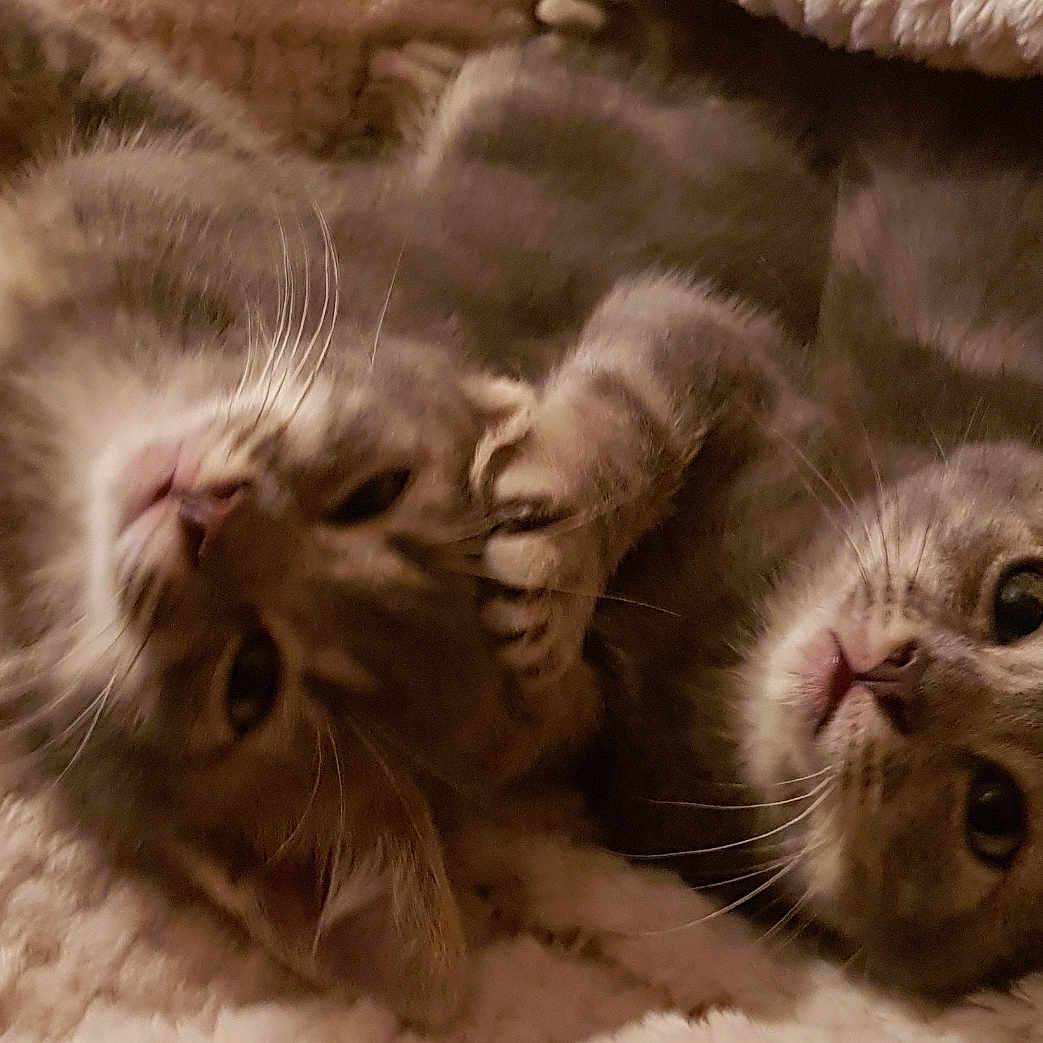 Lolo Lili a rejoint le concours — aidez-le/la à gagner de superbes lots ! animal, blanket, cat, closeup, cozy, cute, domestic_animal, feline, fur, gray_tabby, indoor, kitten, pet, playful, resting, sleepy, snuggling, soft, whiskers, young