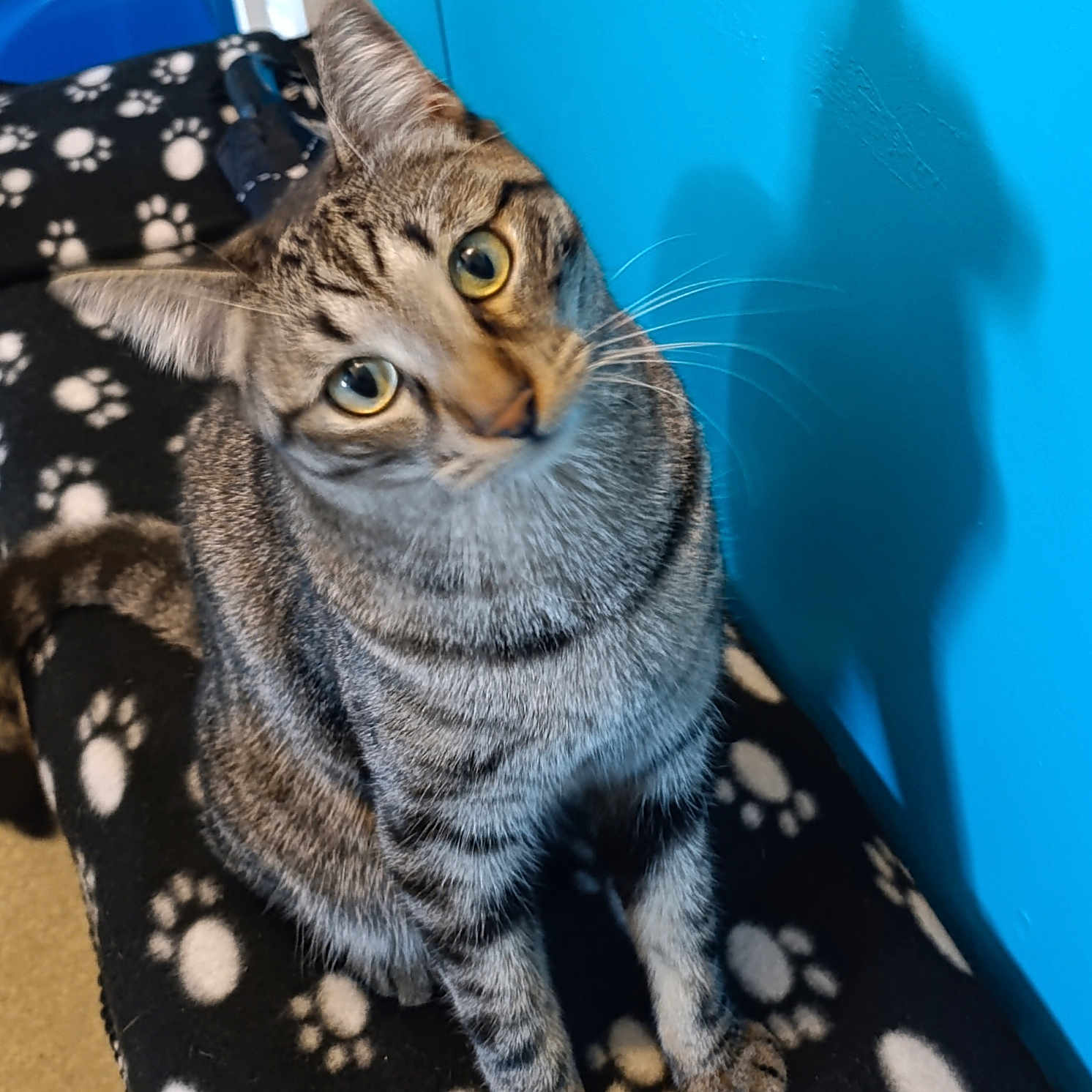 Ruby a rejoint le concours — aidez-le/la à gagner de superbes lots ! animal, blanket, blue_wall, cat, claws, curious, cute, domestic_cat, ears, feline, fur, indoor, paw_prints, pet, shadow, sitting, striped, tabby, whiskers, yellow_eyes