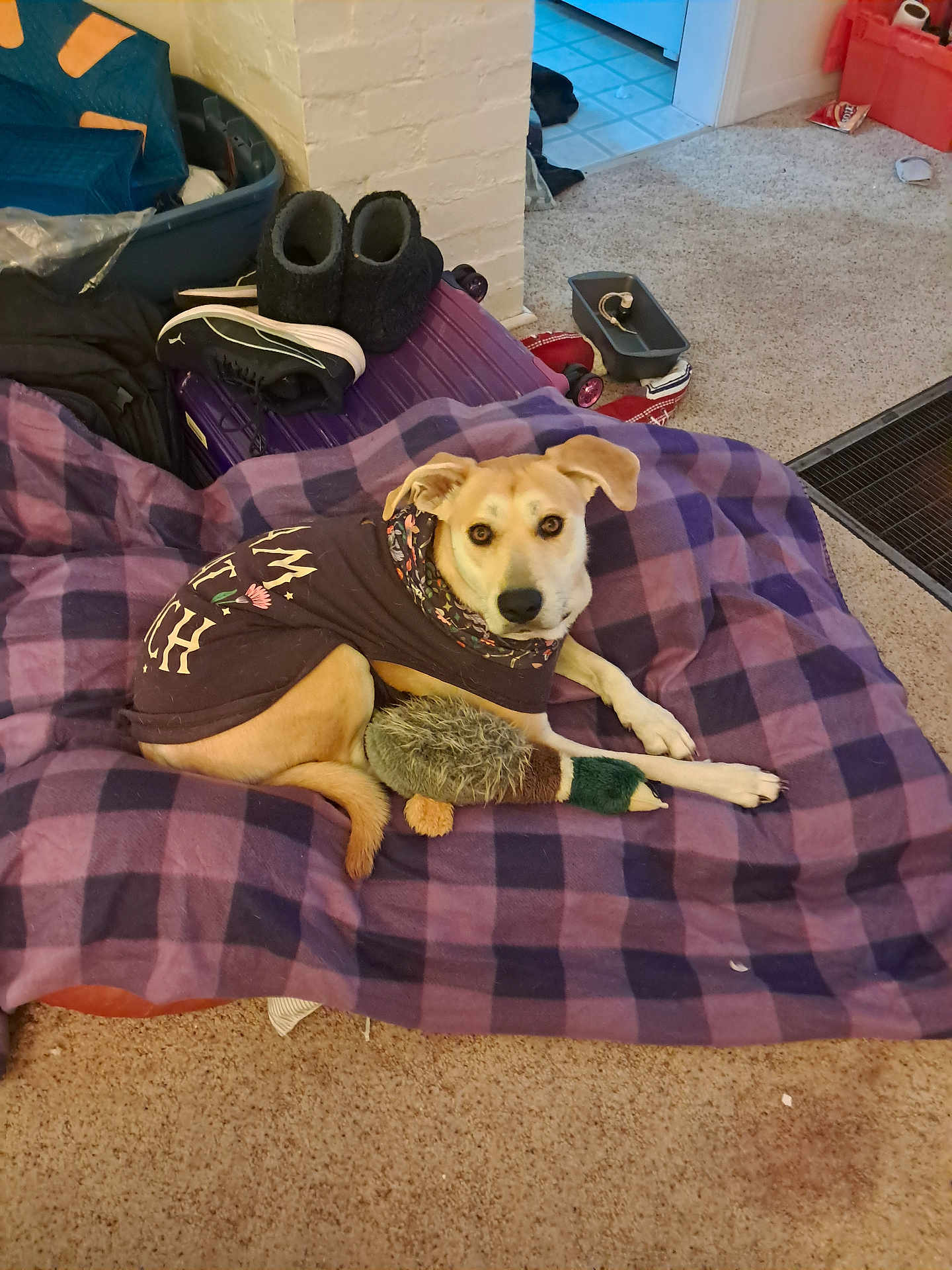 Esspresso joined the competition — help win amazing prizes! animal, blanket, canine, carpet, checkered, cozy, dog, floor, furniture, home, indoor, pet_clothing, plush_toy, purple, relaxing, shoe, storage_bin, suitcase, toy, wall