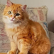 Little joined the competition — help win amazing prizes! cat, closeup, couch, cozy, curious, ears, fluffy, fur, furniture, ginger_cat, green_eyes, home, indoor, mammal, paws, pet, portrait, sitting, whiskers, wood_table