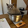 cat, gray_cat, metal_bowl, kitchen_scale, wooden_table, indoor, pet, feline, curious, fur, eyes, domestic_animal, household, table, paper, notes, writing, background, door, stairs