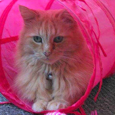 Jaffa is registered to the contest to win money with this photo: