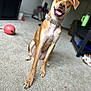 dog, pet, indoor, carpet, collar, basketball, living_room, fur, canine, playful, tongue_out, ears_up, brown_dog, happy, animal, domestic_animal, floor, cute, sitting, household