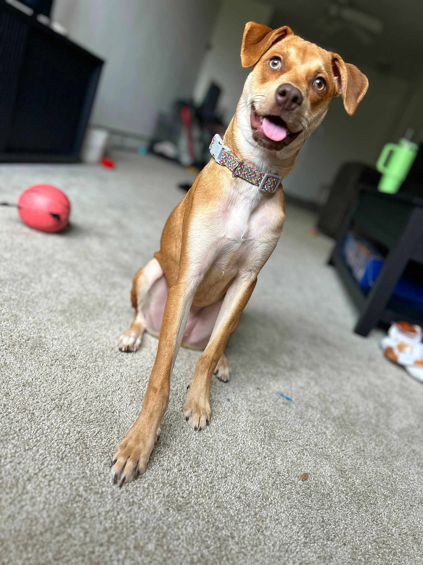 Meerkat