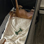 Meerkat is registered to the contest to win money with this photo: dog, pet_crate, blanket, toy, chew_toy, brown_dog, stretching, indoor, flooring, relaxed, canine, resting, cozy, home, paw, looking, fur, playful, comfort, pet