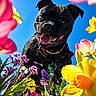 black_dog, blue_sky, closeup, collar, colorful_flowers, dog, flowers, garden, grass, greenery, happy, nature, outdoor, pet, pink_flower, purple_flower, smiling, spring, sunny_day, yellow_flower