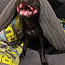 animal, black_dog, blanket, canine, colorful_blanket, couch, covered, cozy, dog, domestic_animal, fur, gray_blanket, happy, home, indoor, pet, sitting, smiling_dog, teeth, tongue