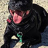 animal, black_dog, canine, closeup, collar, daylight, dog, gravel, happy, harness, lying_down, nature, outdoor, panting, pet, playful, resting, smiling, sunlight, tongue_out