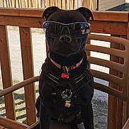 Aton participe au concours pour gagner de l'argent avec cette photo : dog, black_dog, sunglasses, chair, wooden_deck, outdoor, pet, animal, harness, tags, sunlight, sunny, cool, sitting, canine, portrait, daytime, fence, relaxing, summer