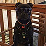 dog, black_dog, sunglasses, chair, wooden_deck, outdoor, pet, animal, harness, tags, sunlight, sunny, cool, sitting, canine, portrait, daytime, fence, relaxing, summer