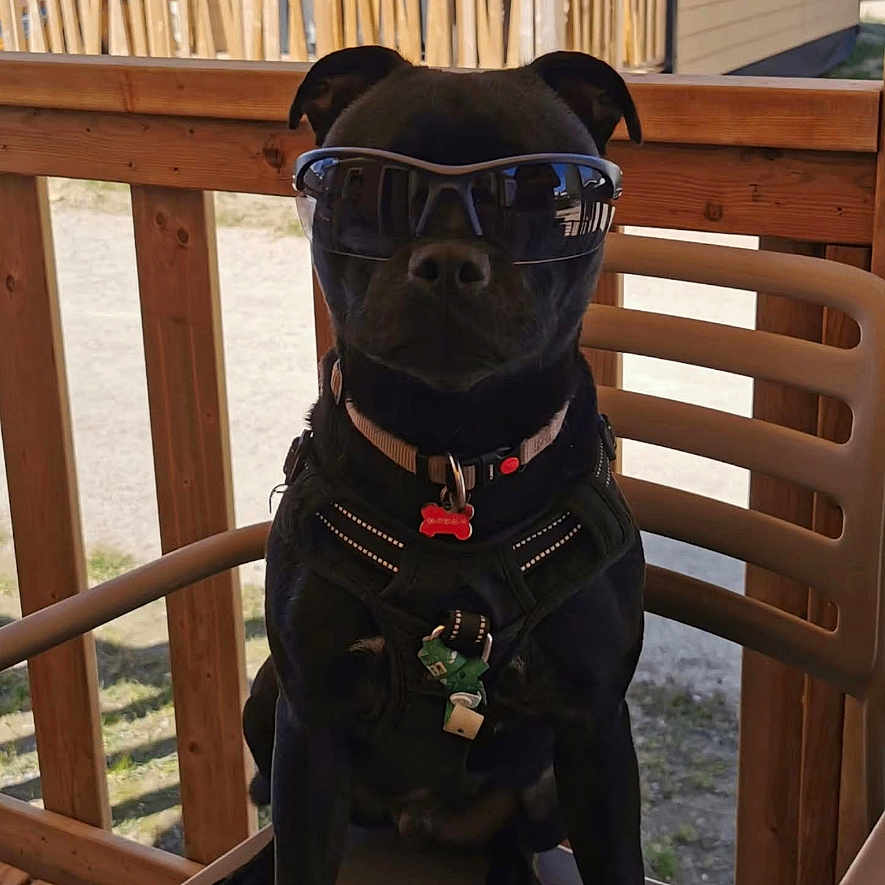 Aton participe au concours pour gagner de l'argent avec cette photo : dog, black_dog, sunglasses, chair, wooden_deck, outdoor, pet, animal, harness, tags, sunlight, sunny, cool, sitting, canine, portrait, daytime, fence, relaxing, summer