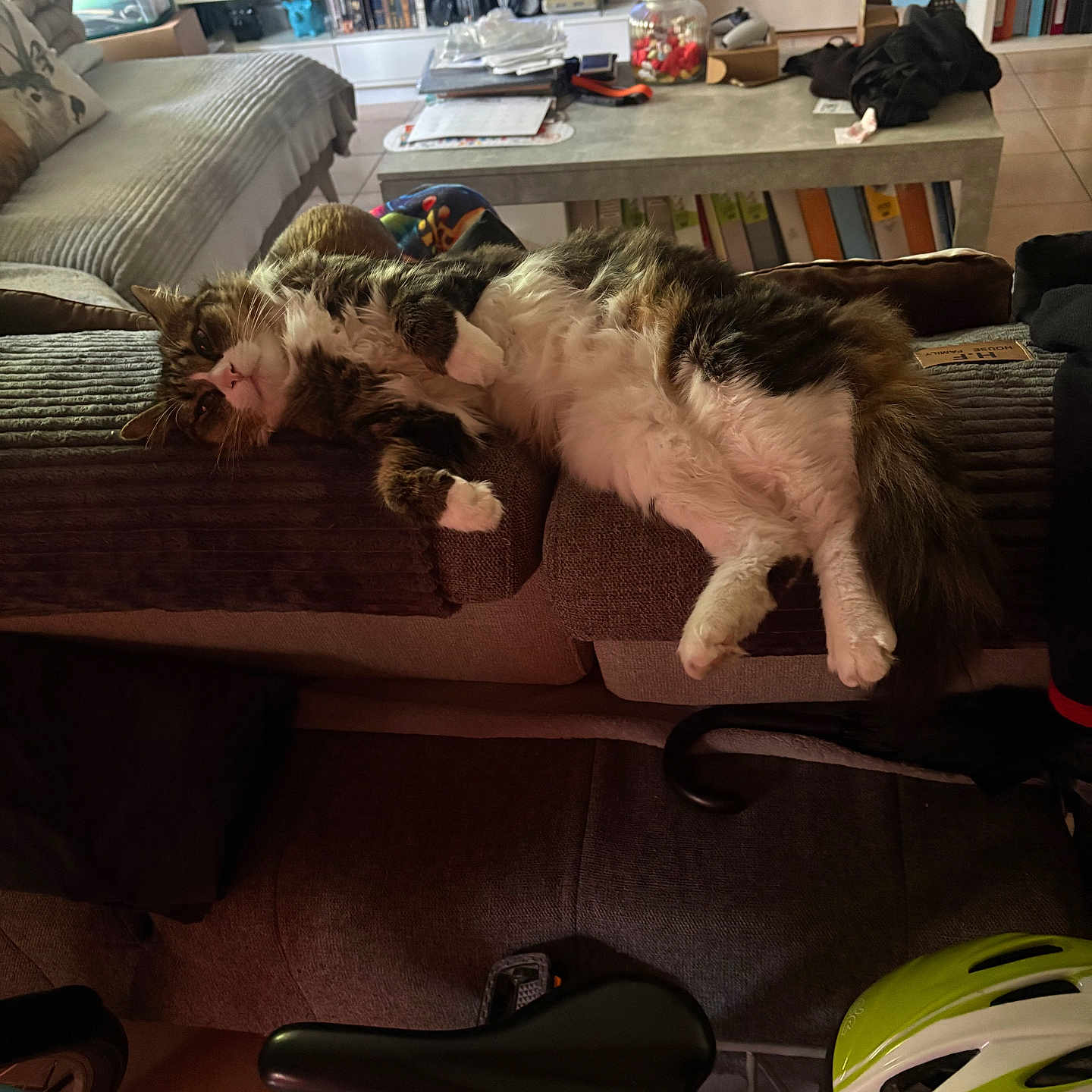Minette a rejoint le concours — aidez-le/la à gagner de superbes lots ! armrest, bicycle, blanket, cat, coffee_table, couch, cozy, floor, fur, furniture, helmet, home, indoor, living_room, pet, pillow, relaxing, resting, tabby_cat, television