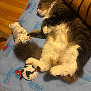 Minette a rejoint le concours — aidez-le/la à gagner de superbes lots ! animal, bed_sheet, cat, comfort, cozy, cuddling, domestic_animal, feline, fur, furry, indoor, paws, pet, relaxed, resting, sleeping, spiderman, stuffed_toy, toy, wooden_floor
