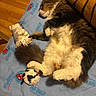 animal, bed_sheet, cat, comfort, cozy, cuddling, domestic_animal, feline, fur, furry, indoor, paws, pet, relaxed, resting, sleeping, spiderman, stuffed_toy, toy, wooden_floor