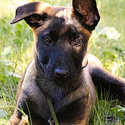 Nova participe au concours pour gagner de l'argent avec cette photo : dog, puppy, german_shepherd, animal, pet, grass, outdoor, nature, canine, young, ears, fur, muzzle, eyes, laying, sunlight, greenery, cute, adorable, playful