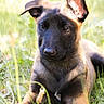 Nova participe au concours pour gagner de l'argent avec cette photo : dog, puppy, belgian_malinois, grass, outdoor, nature, pet, canine, animal, young, ears, black_face, brown_fur, sunlight, greenery, lying_down, curious, close_up, portrait, playful