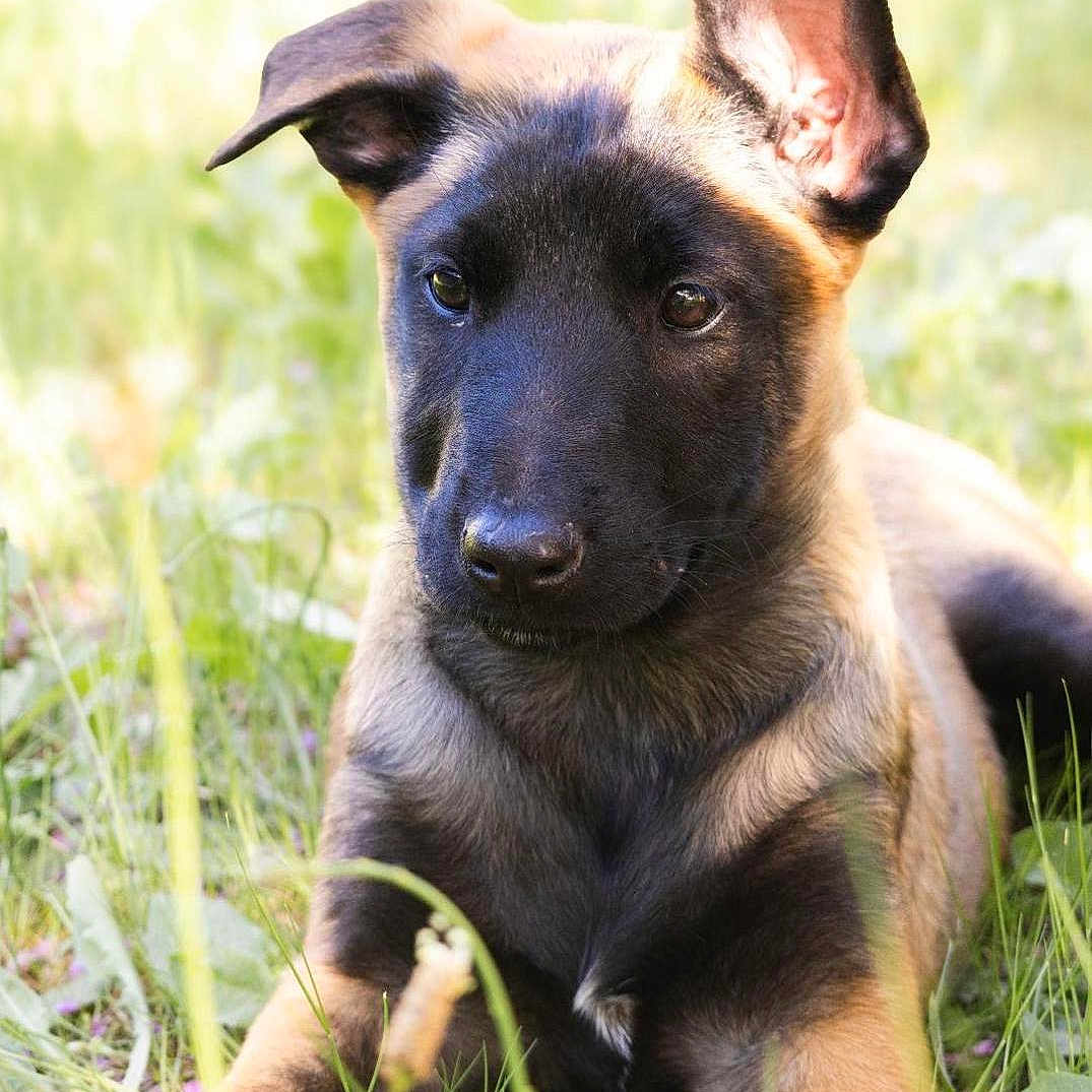 Nova participe au concours pour gagner de l'argent avec cette photo : dog, puppy, belgian_malinois, grass, outdoor, nature, pet, canine, animal, young, ears, black_face, brown_fur, sunlight, greenery, lying_down, curious, close_up, portrait, playful