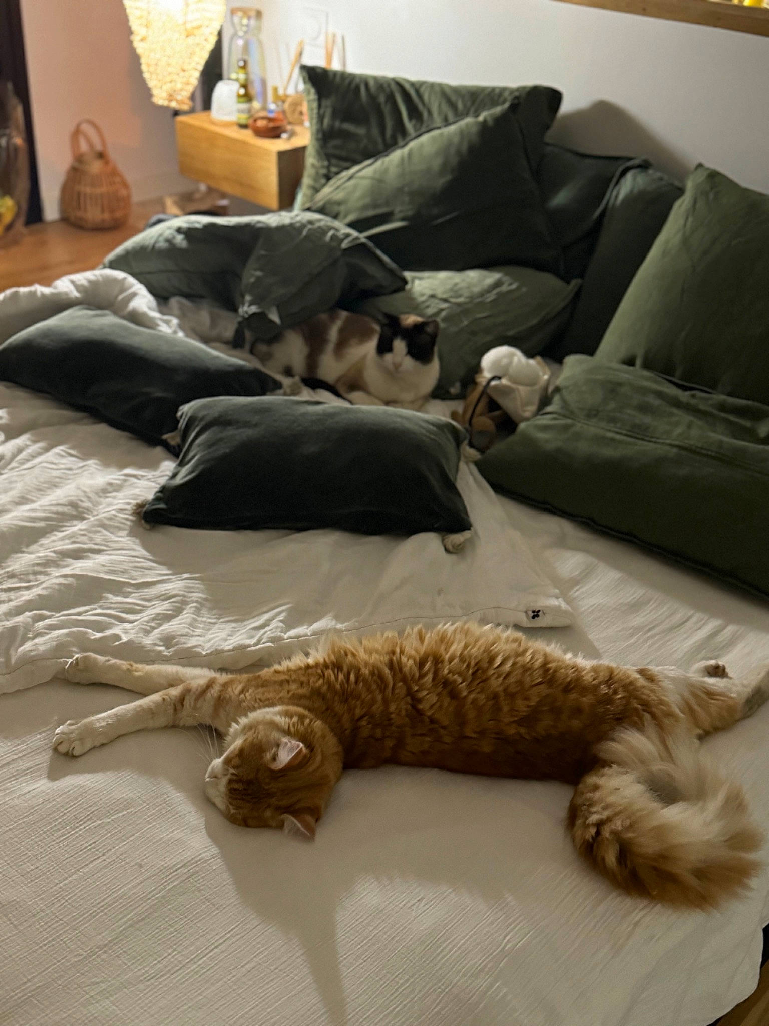 Safran participe au concours pour gagner de l'argent avec cette photo : canidae, carnivore, comfort, companion_dog, couch, dog, dog_breed, fawn, felidae, flooring, fur, furniture, hardwood, living_room, room, sporting_group, studio_couch, tail, toy, wood