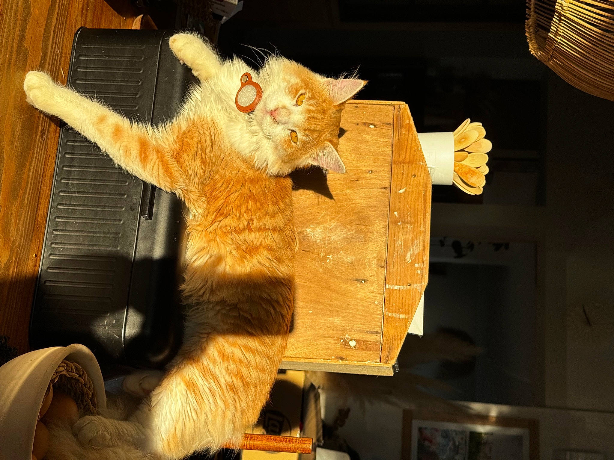 Safran participe au concours pour gagner de l'argent avec cette photo : art, cardboard, carnivore, cat, claw, comfort, domestic_short_haired_cat, eye, fawn, felidae, fur, head, lap, plush, small_to_medium_sized_cats, stuffed_toy, tail, toy, whiskers, wood