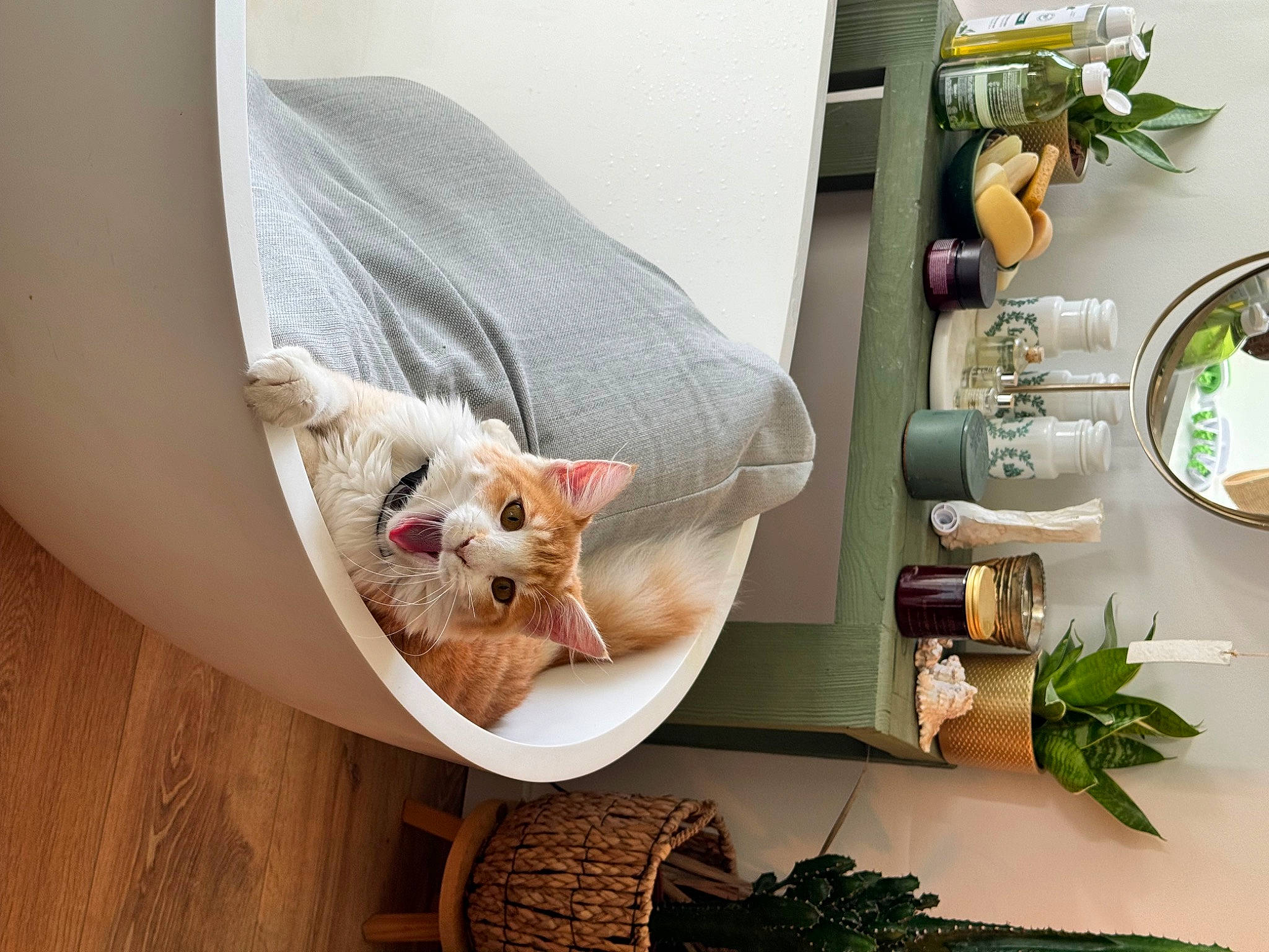 Safran a rejoint le concours — aidez-le/la à gagner de superbes lots ! carnivore, cat, chair, comfort, couch, cup, dishware, fawn, felidae, flowerpot, furniture, plant, plate, serveware, small_to_medium_sized_cats, table, tableware, textile, whiskers, wood